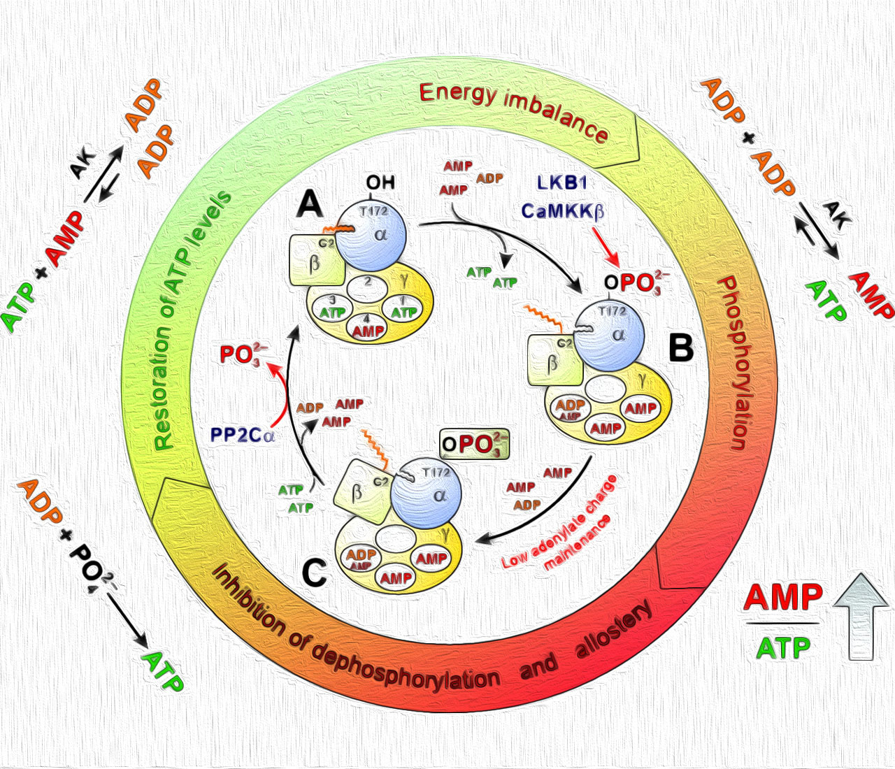 AMPK Structure and Regulation